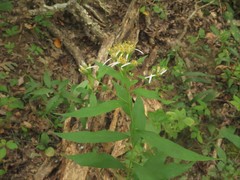 Doellingeria sericocarpoides