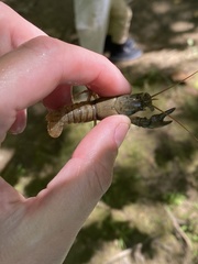 Cambarus carinirostris