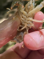 Cambarus carinirostris