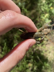 Cambarus carinirostris