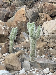 Cylindropuntia bigelovii ciribe