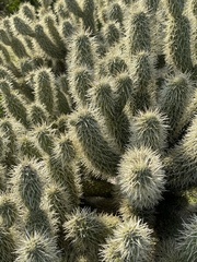 Cylindropuntia bigelovii ciribe
