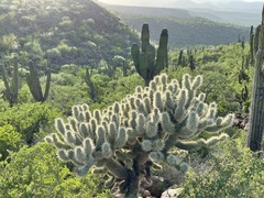 Cylindropuntia bigelovii ciribe