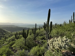 Cylindropuntia bigelovii ciribe