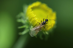 Myrmica lobicornis