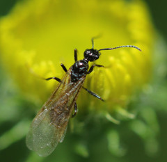 Myrmica lobicornis