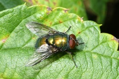 Lucilia ampullacea