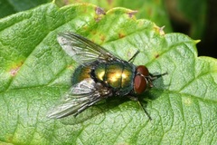 Lucilia ampullacea