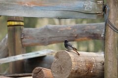 Phoenicurus ochruros