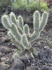 Cylindropuntia bigelovii ciribe