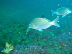 Polyamblyodon germanus