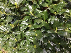 Ilex opaca