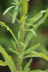 Erigeron floribundus