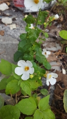 Chaenostoma cordatum