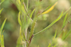 Erigeron floribundus