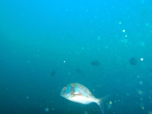 Chrysoblephus anglicus