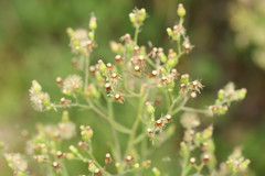 Erigeron floribundus