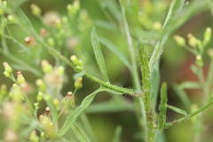 Erigeron floribundus