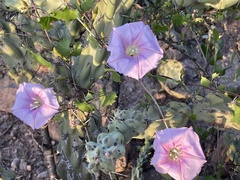 Ipomoea jicama