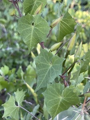 Ipomoea jicama