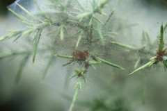 Tetranychus lintearius