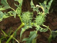 Datura ferox