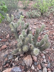 Cylindropuntia bigelovii ciribe