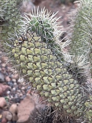 Cylindropuntia bigelovii ciribe