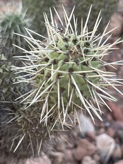 Cylindropuntia bigelovii ciribe