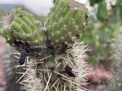 Cylindropuntia bigelovii ciribe