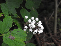 Actaea × ludovicii