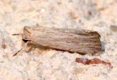 Catabena lineolata