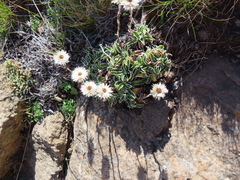 Helichrysum marginatum
