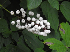 Actaea × ludovicii