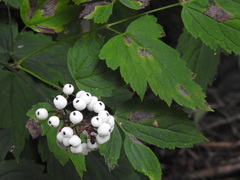 Actaea × ludovicii
