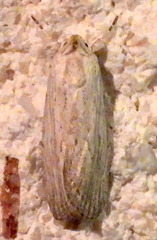 Catabena lineolata