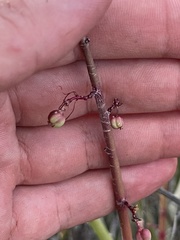 Euphorbia ceroderma