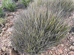 Euphorbia ceroderma