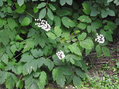 Actaea × ludovicii