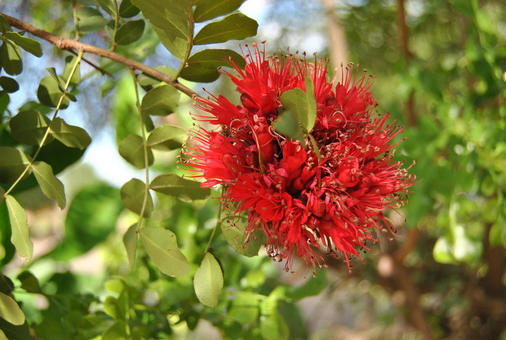 Schotieae