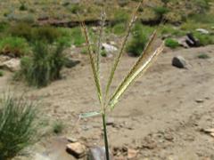 Dichanthium annulatum papillosum