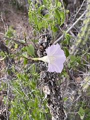 Ipomoea jicama