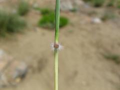 Dichanthium annulatum papillosum