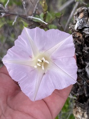 Ipomoea jicama