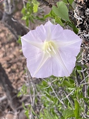 Ipomoea jicama