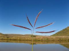 Dichanthium annulatum papillosum