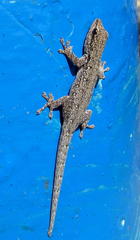 Lygodactylus chobiensis