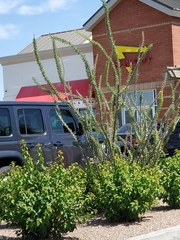 Fouquieria splendens