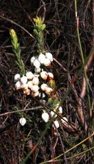 Erica grisbrookii
