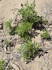 Coreocarpus